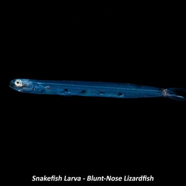 Snakefish Larva - Blunt-Nose Lizardfish