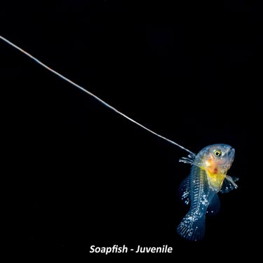 Soapfish – Juvenile