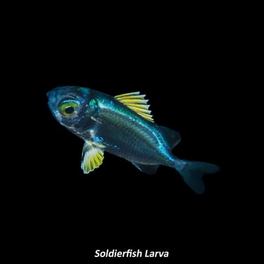 Soldierfish Larva