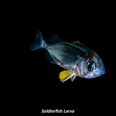 Soldierfish Larva