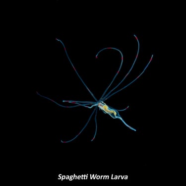 Spaghetti Worm Larva