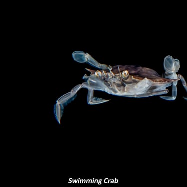 Swimming Crab