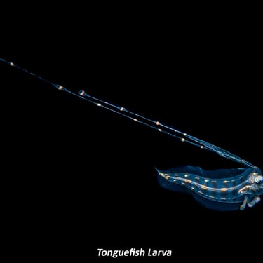 Tonguefish Larva