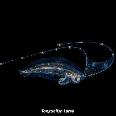 Tonguefish Larva