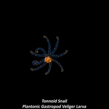 Tonnoid Snail - Plantonic Gastropod Veliger Larva