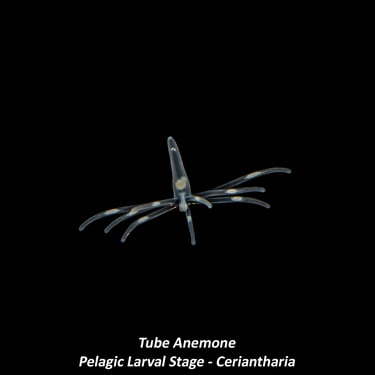 Tube Anemone - Pelagic Larval Stage - Ceriantharia