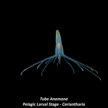 Tube Anemone - Pelagic Larval Stage - Ceriantharia