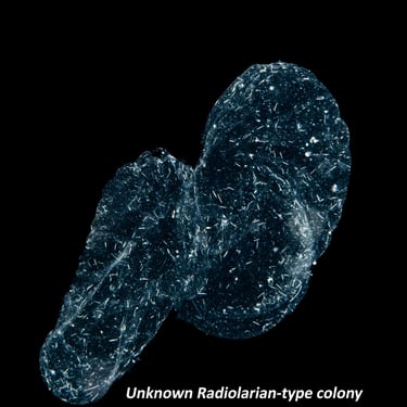 Unknown Radiolarian-type colony