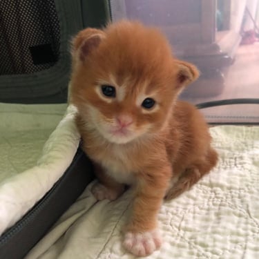 a small kitten sitting on a bed with a suitcase