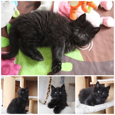 a black maine coon kitten kitten sitting on a cat tree