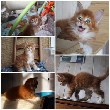 a collage of four different pictures of cats, maine coon kitten