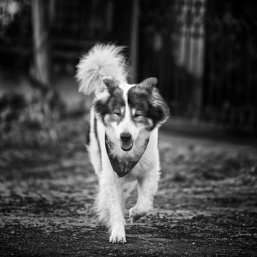 Parichad Khongon's "Sumo", a Thai Bangkeow breed of dog