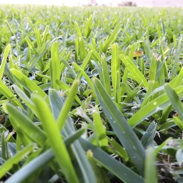 A durable, drought-tolerant Buffalo Grass lawn 16 * 9