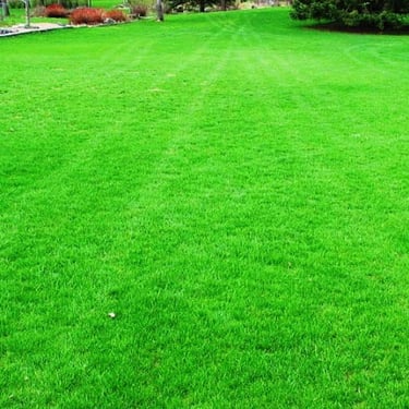 Commercial Mexican Lawn Grass installation in Koramangala, Bangalore
