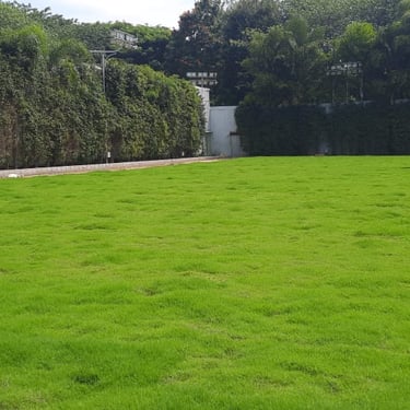 Beautiful Mexican grass lawn at a villa in Jayanagar, Bangalore