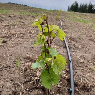 Budding vine in our Elk Park Vineyard