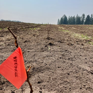 New Marquette vines in our Elk Park Vineyard
