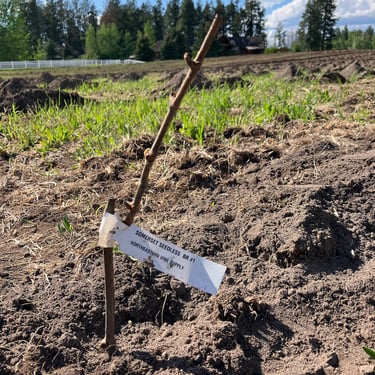 Newly planted vine in our Elk Park Vineyard
