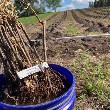 Planting new vines at our Elk Park Vineyard