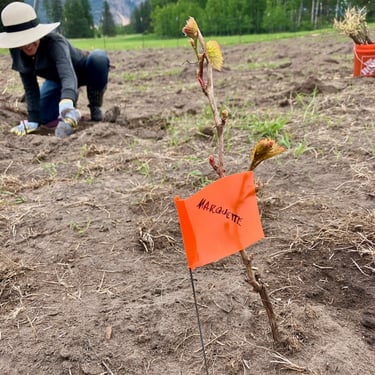Work in our Elk Park Vineyard
