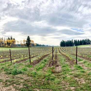Elk Park Vineyard Montana