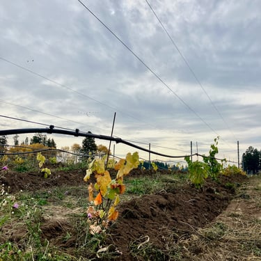 Turning leaves in our Elk Park Vineyard in the fall