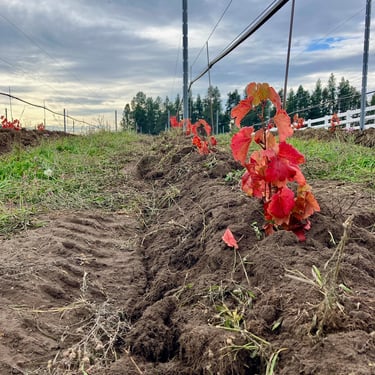 Turing vines in our Elk Park Vineyard in the fall