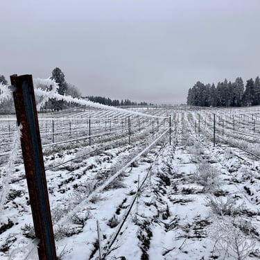 Winter frost in our Elk Park Vineyard