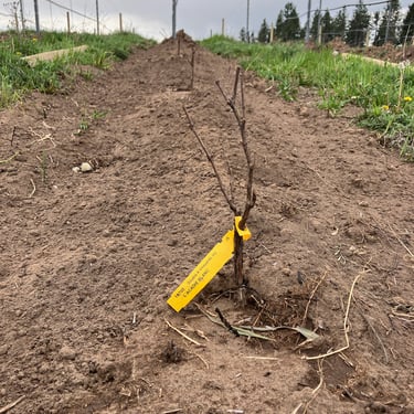 New vine at our Elk Park Vineyard