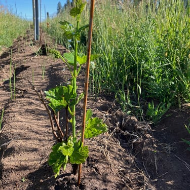 Young vine at our Elk Park Vineyard