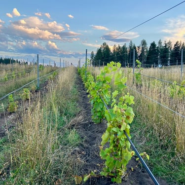 Young vines in our Elk Park Vineyard in late summer