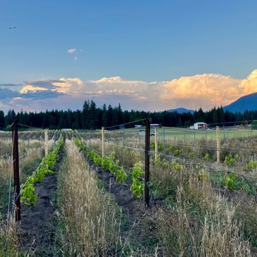 Late season weather in our Elk Park Vineyard
