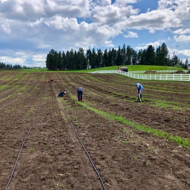 Planting vines in our Elk Park Vineyard
