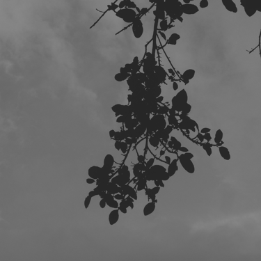 Silueta de rama con hojas contra un cielo nublado en blanco y negro.