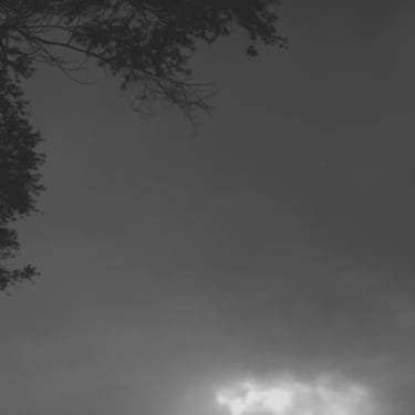 Silueta de ramas de árbol bajo un cielo gris nublado en blanco y negro.