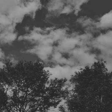 Cielo nublado sobre siluetas de árboles en blanco y negro.