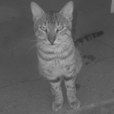 Retrato en blanco y negro de un gato atigrado mirando a cámara.