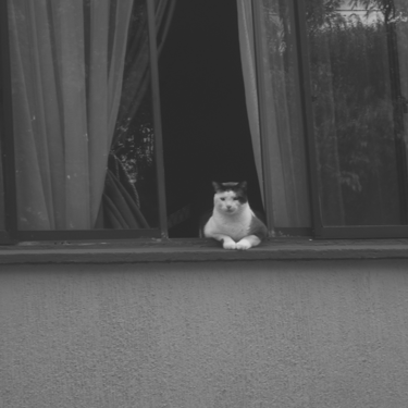 A black-and-white cat on the windowsill of a room with curtains.