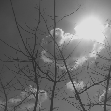 Árbol seco siluetado contra sol brillante, nubes dispersas, B&N.
