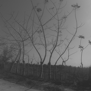 Árboles delgados y desnudos, cercas de estacas, camino, monocromático.