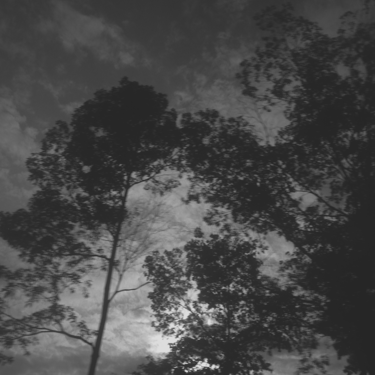 Siluetas de árboles bajo un cielo melancólico, blanco y negro intenso.