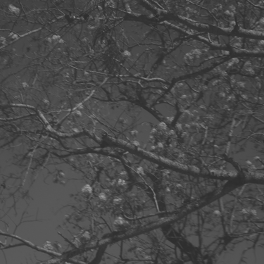 Ramas de árboles entrelazadas contra un cielo oscuro, composición de alto contraste y sombría.
