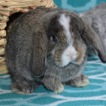 a chestnut Vienna-marked rabbit rabbit sitting on a teal rug
