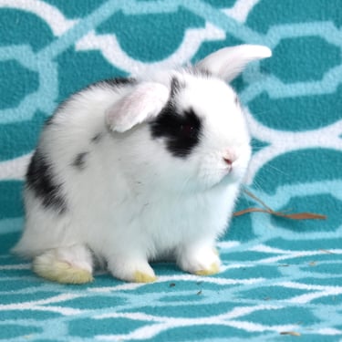 a white and black Holland Lop rabbit sitting on a teal blanket