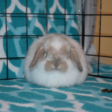a baby Holland Lop in a pen with a teal and white background