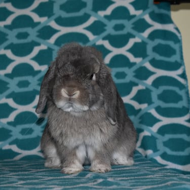 a baby chestnut Holland Lop sitting in front of a teal and white background