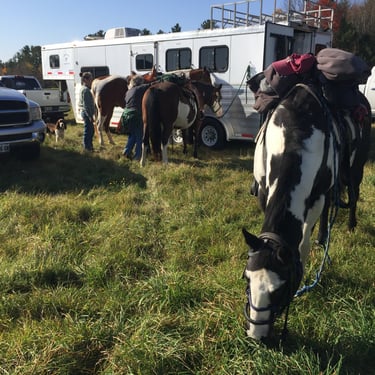 a horse is standing in the grass near a trailer