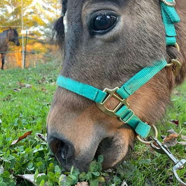 a horse with a harness on a lead