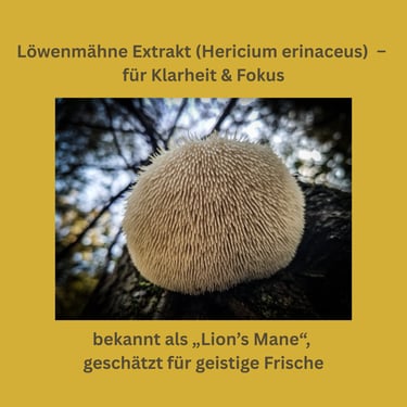 Löwenmähne Vitalpilz Extrakt (Hericium erinaceus)