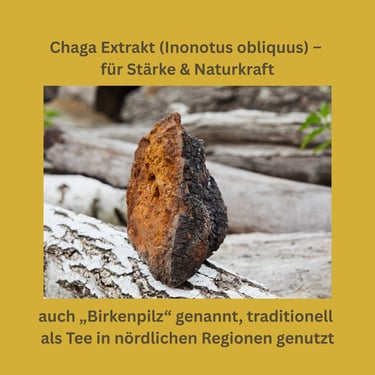 Chaga Vitalpilz Extrakt (Inonotus obliquus)